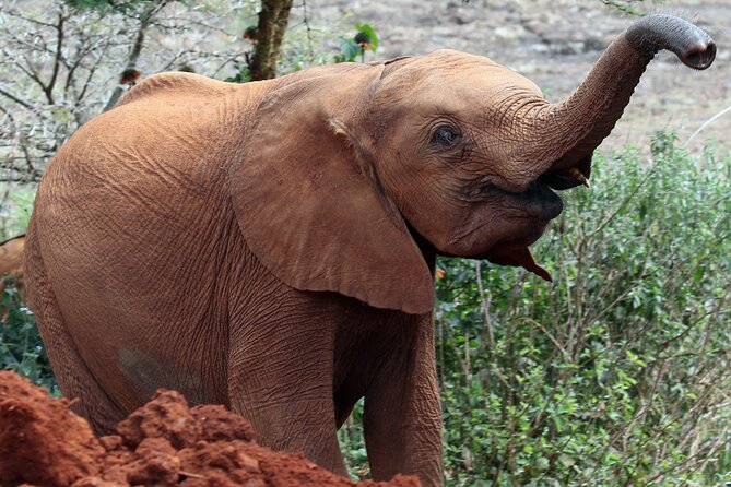 Elephant Orphanage, Giraffe Centre& optional Nairobi NationalPark - Feeding giraffes at the Giraffe Centre