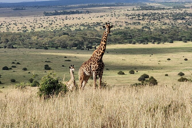 Elephant Orphanage, Giraffe Centre& optional Nairobi NationalPark - Nairobi National Park with the skyline behind the animals