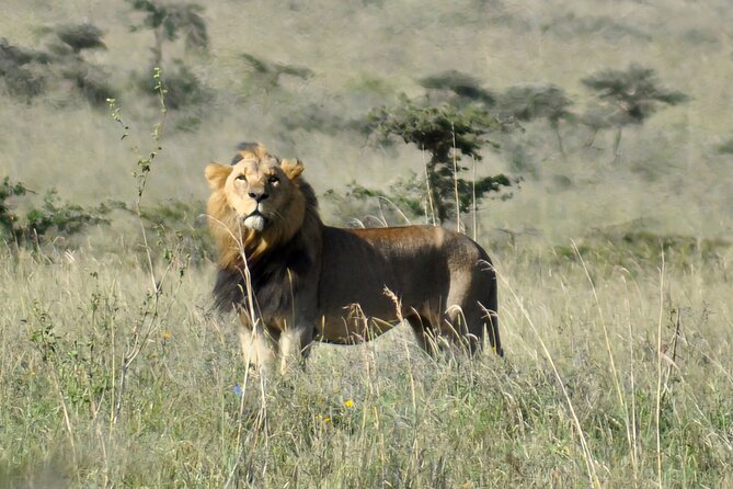 Elephant Orphanage, Giraffe Centre& optional Nairobi NationalPark - Guides, transport, and the pace of the day