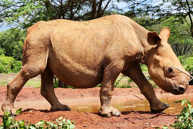 Elephant Orphanage, Giraffe Centre& optional Nairobi NationalPark - What the $95 price really covers
