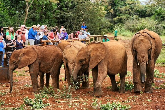 Elephant Orphanage, Giraffe Centre& optional Nairobi NationalPark - Sheldrick Wildlife Trust and the milk-feeding session