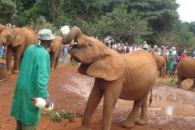 Elephant Orphanage & Giraffe Centre Tour - Why this Nairobi animal visit works