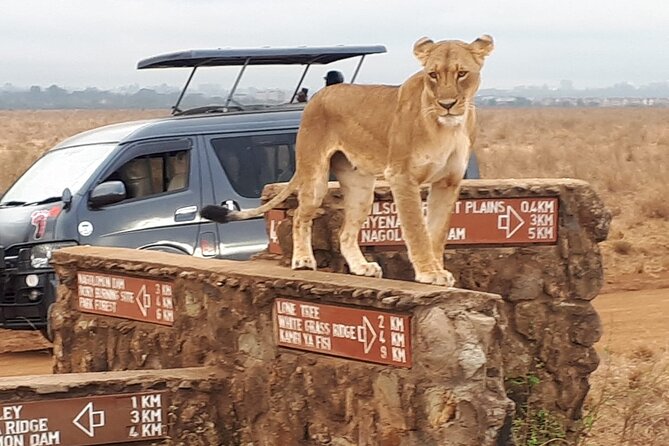Elephant Orphanage & Giraffe Centre Tour - The extra $45 that changes the value