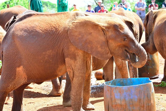 Elephant Orphanage & Giraffe Centre Tour - Kazuri or Kobe Beads and the human side of the day