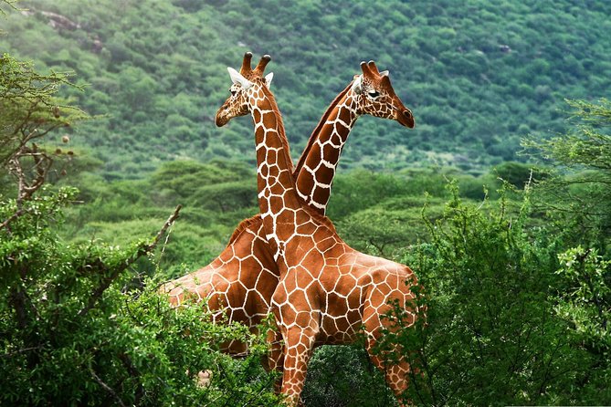 Elephant Orphanage & Giraffe Centre Tour - What guides add to the experience