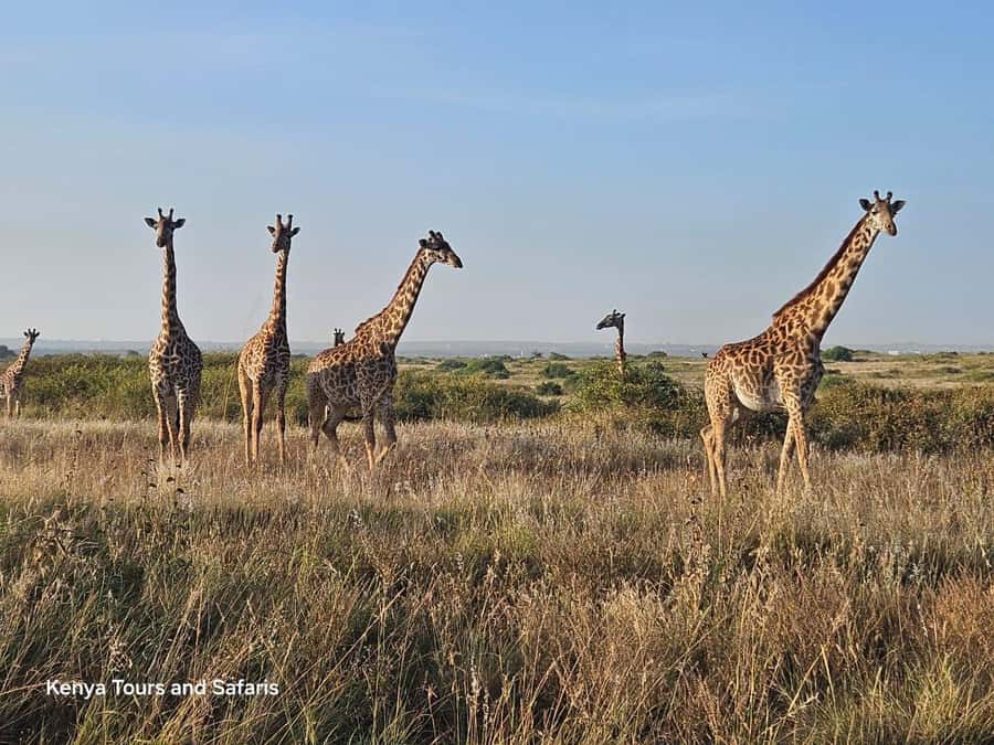 Elephant Orphanage, Giraffee Center, Karen Blixxen Meseum - Three Nairobi sights, one busy half-day