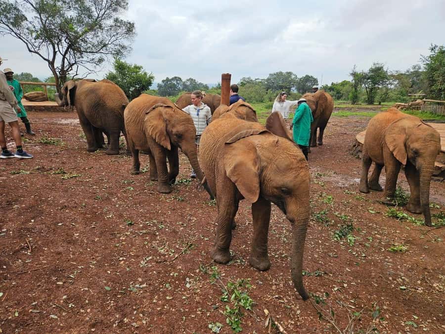 Elephant Orphanage, Giraffee Center, Karen Blixxen Meseum - Feeding Rothschild giraffes at the Giraffe Centre