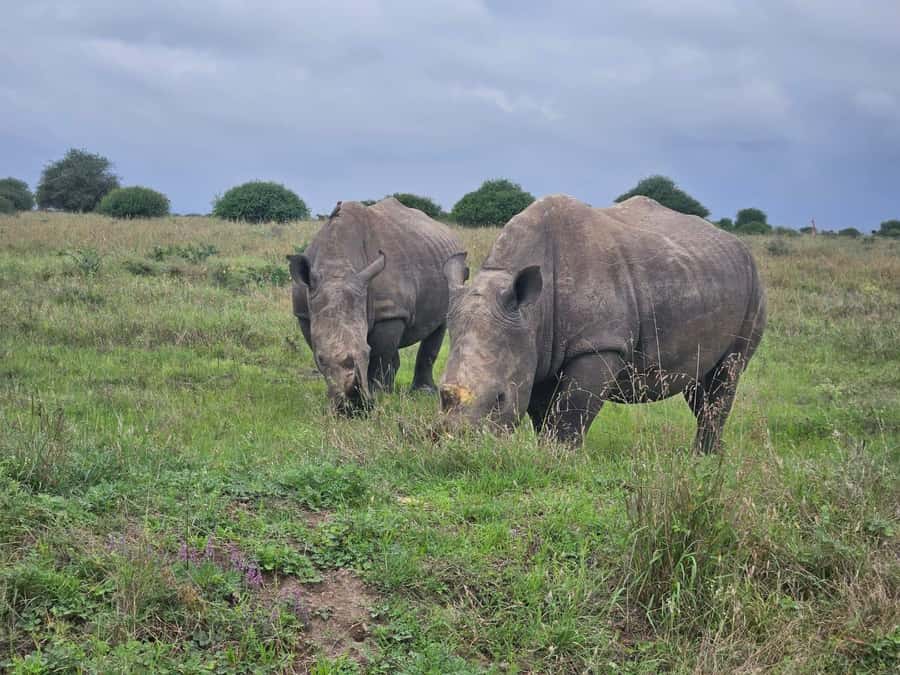 Elephant Orphanage, Giraffee Center, Karen Blixxen Meseum - What the $34 price really means