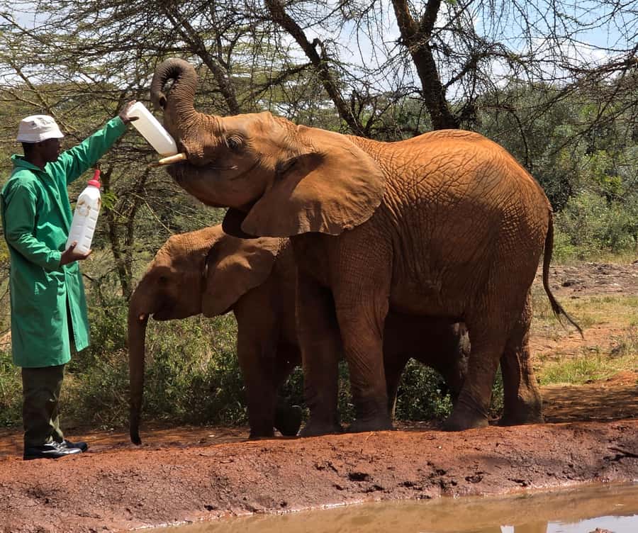 Elephant Orphanage Trust, Giraffes & Bomas of Kenya Day Tour - Key points at a glance