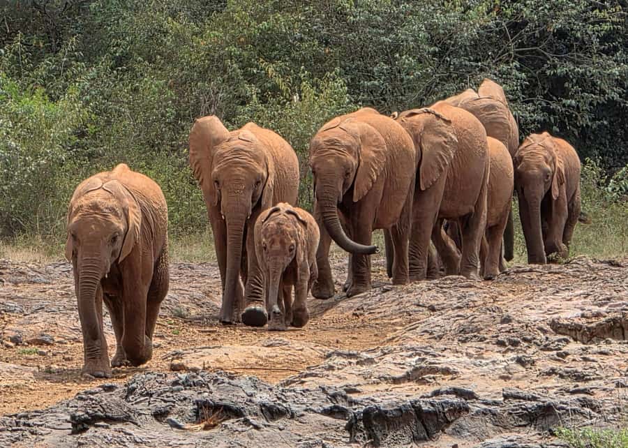 Elephant Orphanage Trust, Giraffes & Bomas of Kenya Day Tour - The 11 a.m. elephant orphanage session