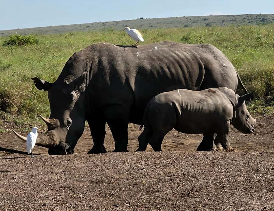 Elephant Orphanage Trust, Giraffes & Bomas of Kenya Day Tour - Kobe Beads and the human side of the itinerary