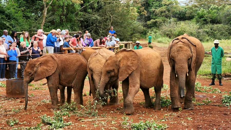 Elephant Orphanage Trust, Giraffes & Bomas of Kenya Day Tour - Lunch is simple, local, and extra