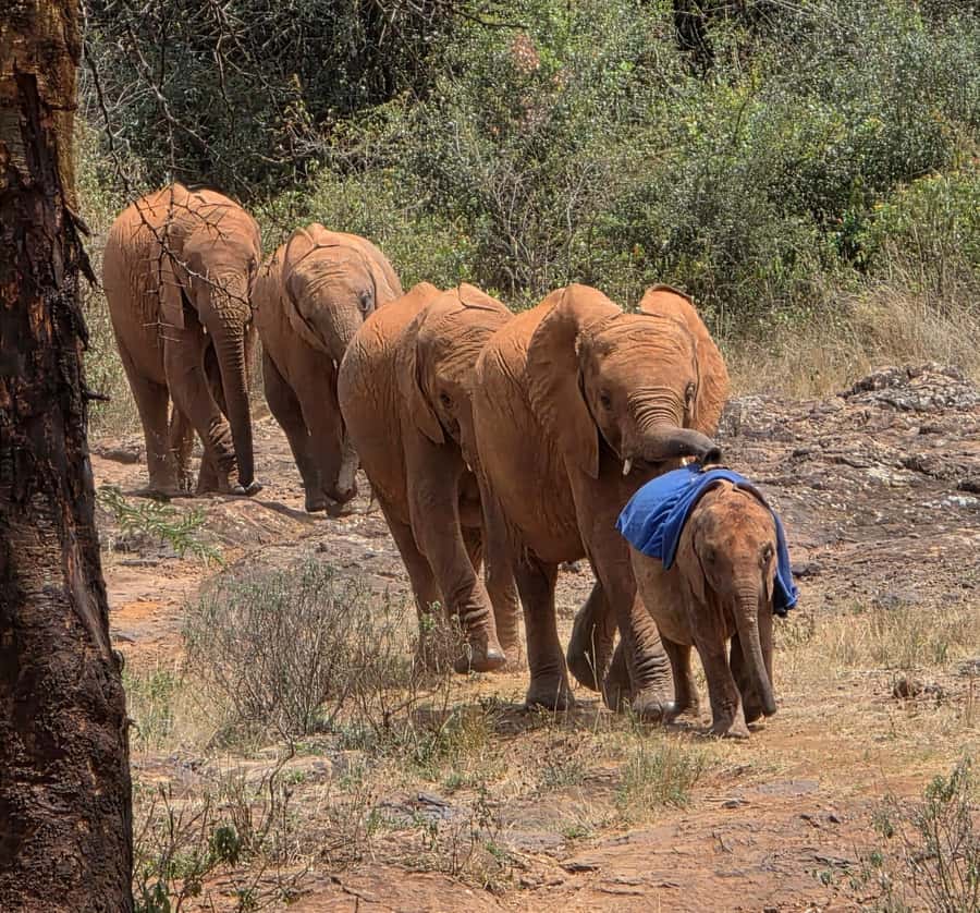 Elephant Orphanage Trust, Giraffes & Bomas of Kenya Day Tour - Guides, transport, and the pace of the day