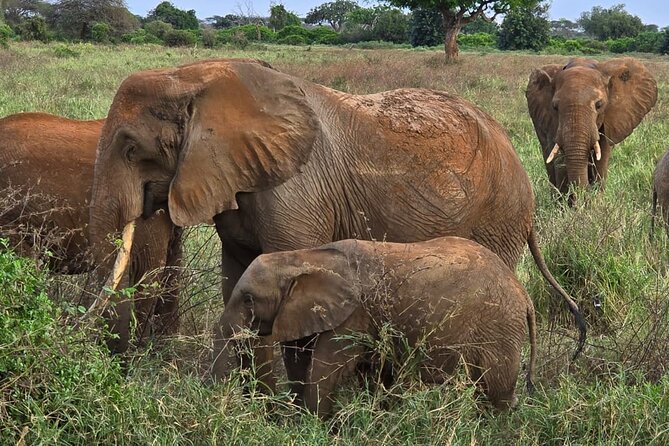 Elky Tours 2 Days Tsavo East Tour - Why Tsavo East makes a strong two-day safari