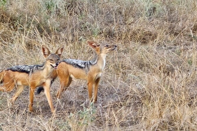 Elky Tours 2 Days Tsavo East Tour - The 6:00am drive from Diani Beach