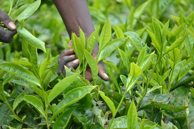 Excursion to Kiambethu Tea Farm - From Nairobi to the farm: why the transfers matter