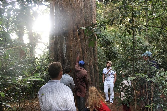 Excursion to Kiambethu Tea Farm - Booking, cancellation, and useful planning details