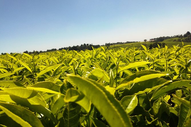 Excursion to Kiambethu Tea Farm - Walking through Kenya’s first tea plantation