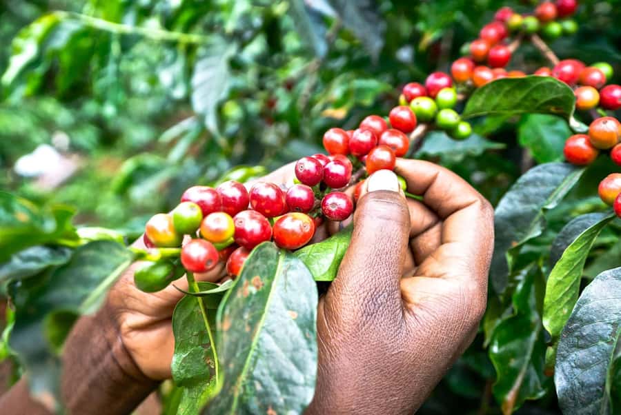 Fairview Coffee Estate Tour From Nairobi - Key Points At A Glance