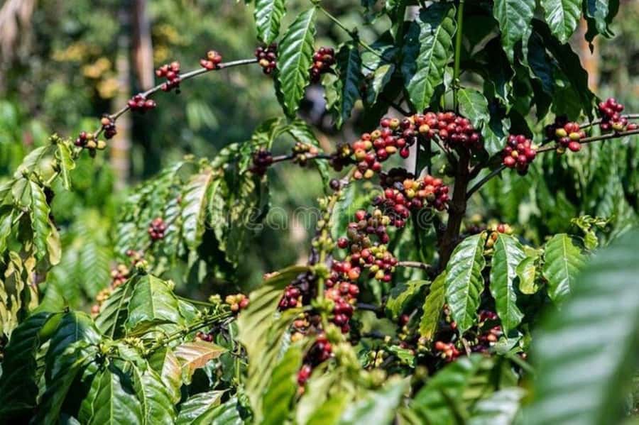 Fairview Coffee Estate Tour From Nairobi - Inside The Coffee Factory