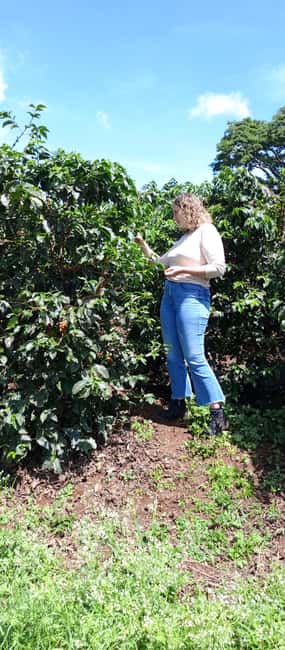 FAIRVIEW COFFEE FARM DAY TOUR - Key points to know before booking