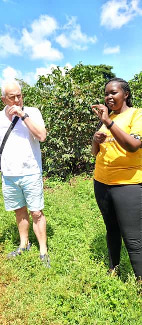 FAIRVIEW COFFEE FARM DAY TOUR - Walking through the coffee estate