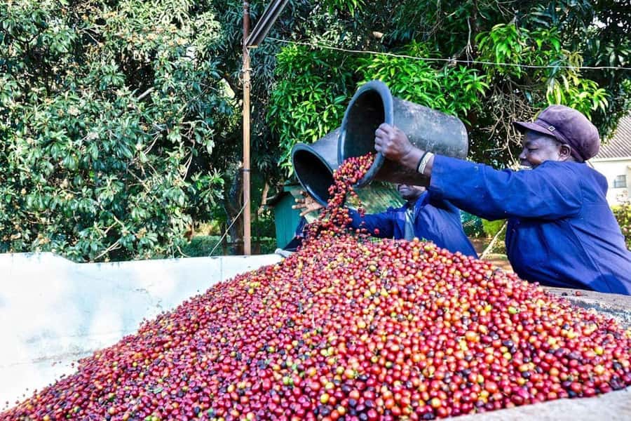 Fairview Coffee Farm Day Tour in Nairobi with Pickup - Leaving Nairobi for Fairview Estate in Kiambu
