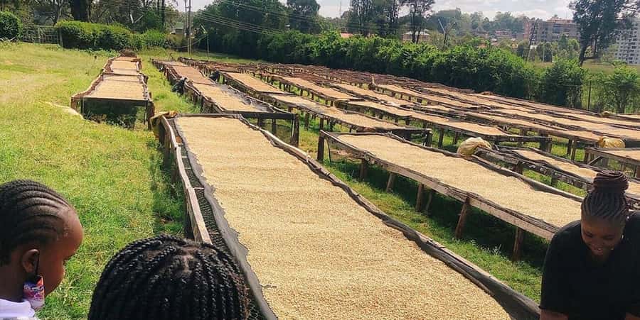 Fairview Coffee Farm Day Tour in Nairobi with Pickup - What the Day Feels Like in Practice