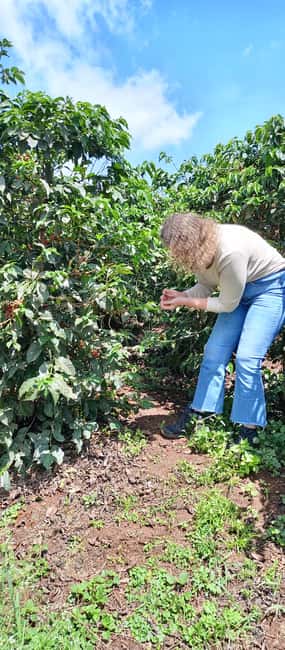 FAIRVIEW COFFEE FARM DAY TOUR - Choosing between the 10am and 2pm sessions
