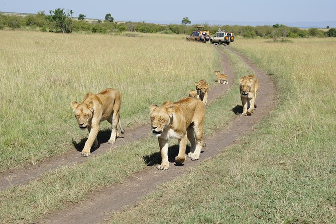 Family & Friends safari Full package . - Days 4 and 5: The main Maasai Mara safari