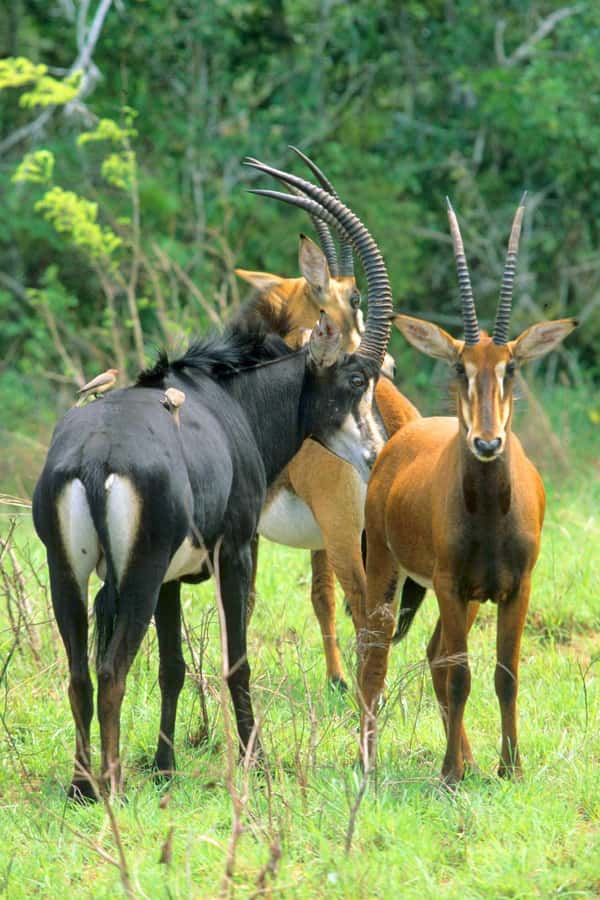 From Diani: Full Day Shimba hills tour with Sheldrick Falls - The 8:00 AM Game Drive Through Forest and Grassland