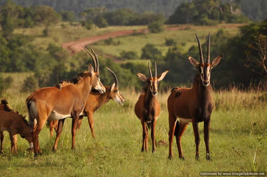 From Diani: Full Day Shimba hills tour with Sheldrick Falls - The Sheldrick Falls Hike Takes Real Effort