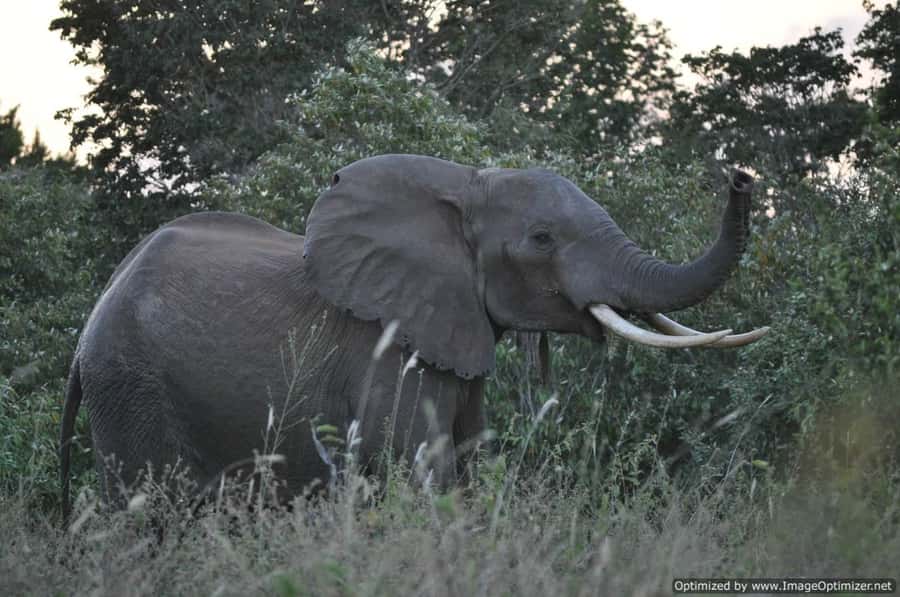 From Diani: Full Day Shimba hills tour with Sheldrick Falls - The 3:00 PM Return and the Question of Value