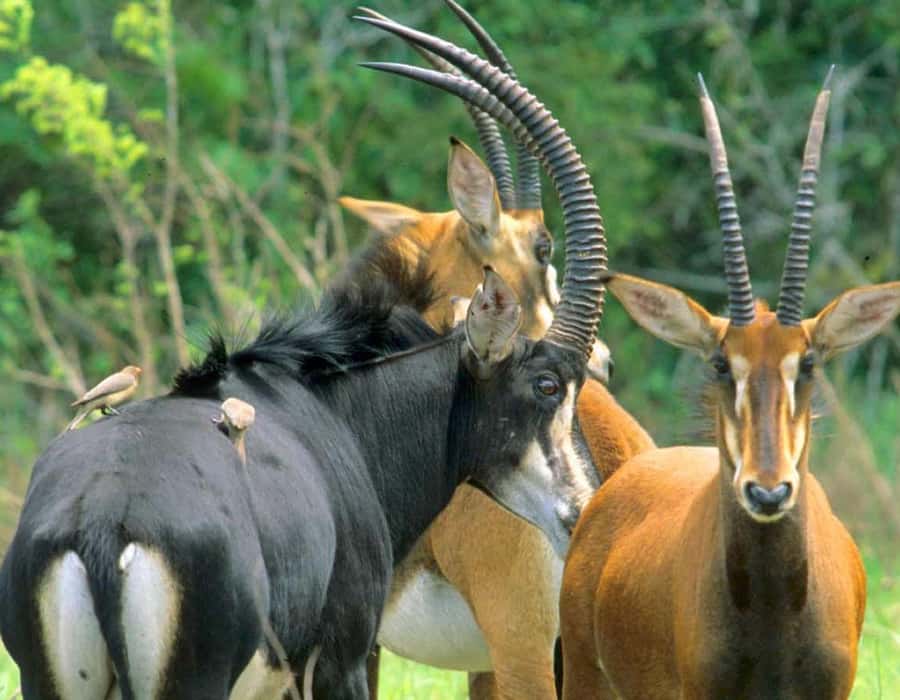 From Diani: Full Day Shimba hills tour with Sheldrick Falls - How the Wildlife and Falls Balance Each Other