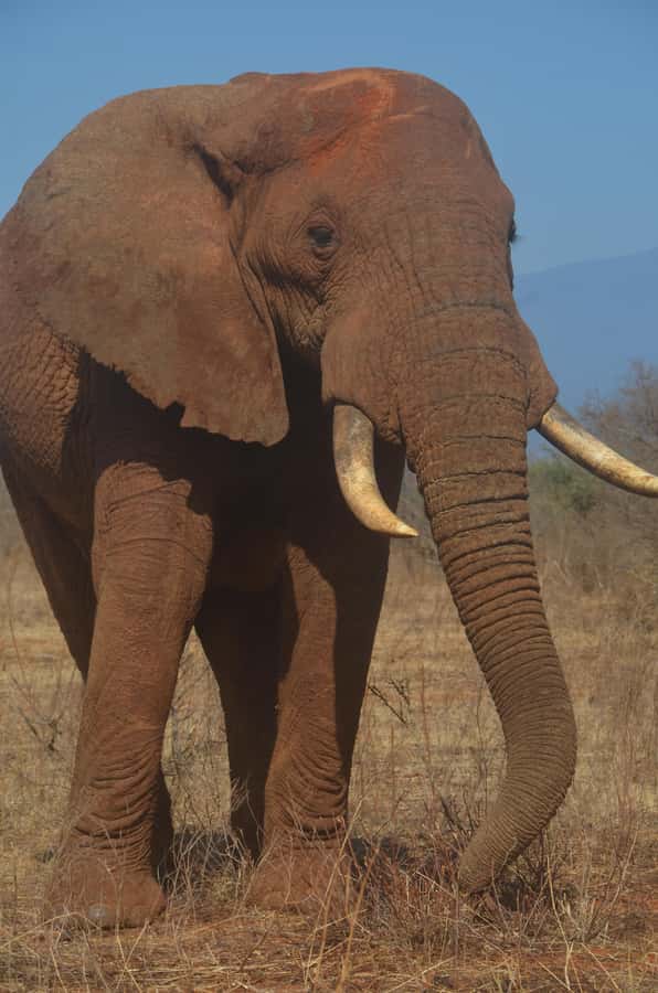 From Diani or Mombasa: Tsavo East National Park Day Trip - Key points before you book