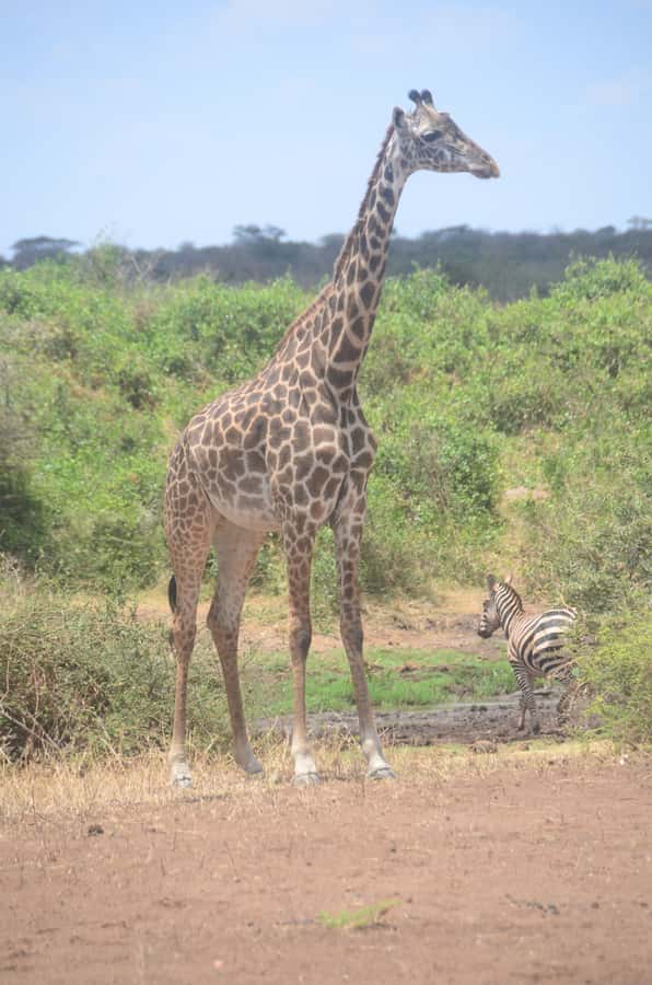 From Diani or Mombasa: Tsavo East National Park Day Trip - Why Tsavo East works as a one-day safari