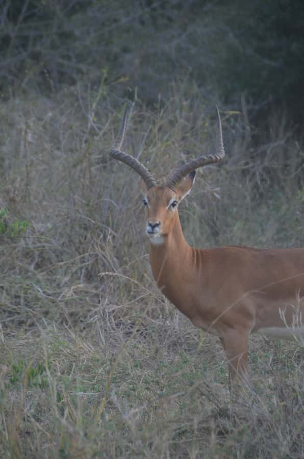 From Diani or Mombasa: Tsavo East National Park Day Trip - Bachuma Gate and the first four-hour game drive