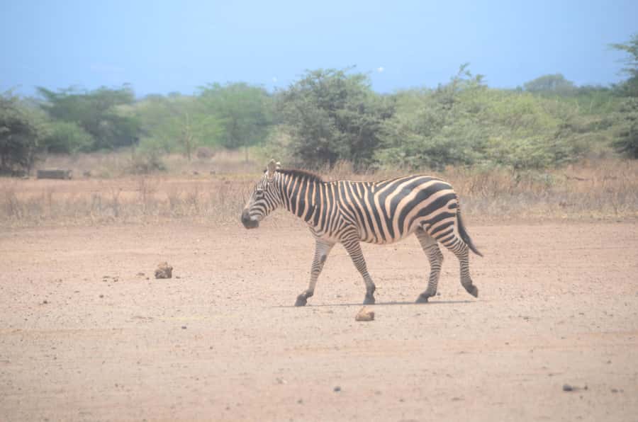 From Diani or Mombasa: Tsavo East National Park Day Trip - Leaving Diani or Mombasa before sunrise