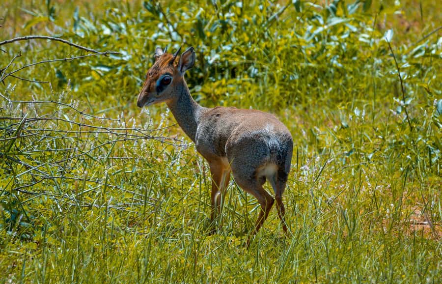 From Kilifi, Watamu, Malindi: Tsavo East Day Safari - The first game drive and the hunt for red elephants