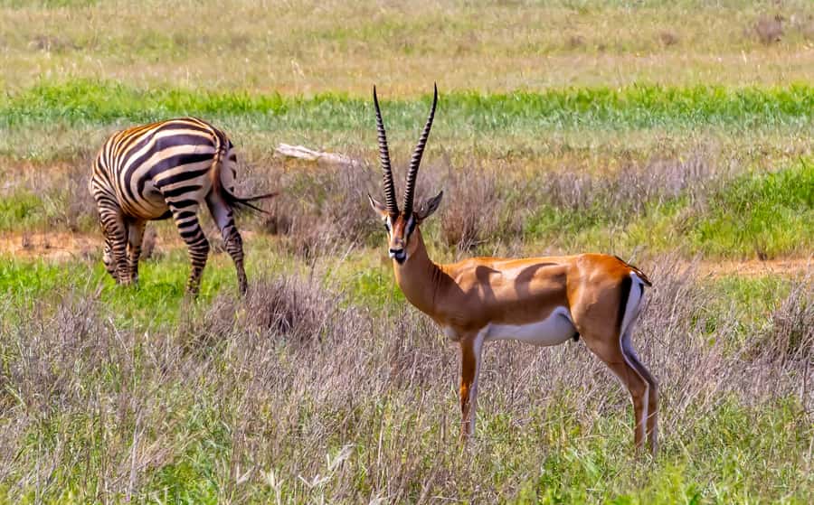 From Kilifi, Watamu, Malindi: Tsavo East Day Safari - Open plains, acacia country, and changing scenery