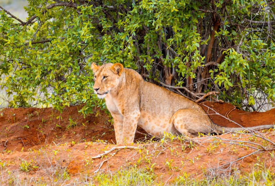 From Kilifi, Watamu, Malindi: Tsavo East Day Safari - Returning to the coast after a full day outside