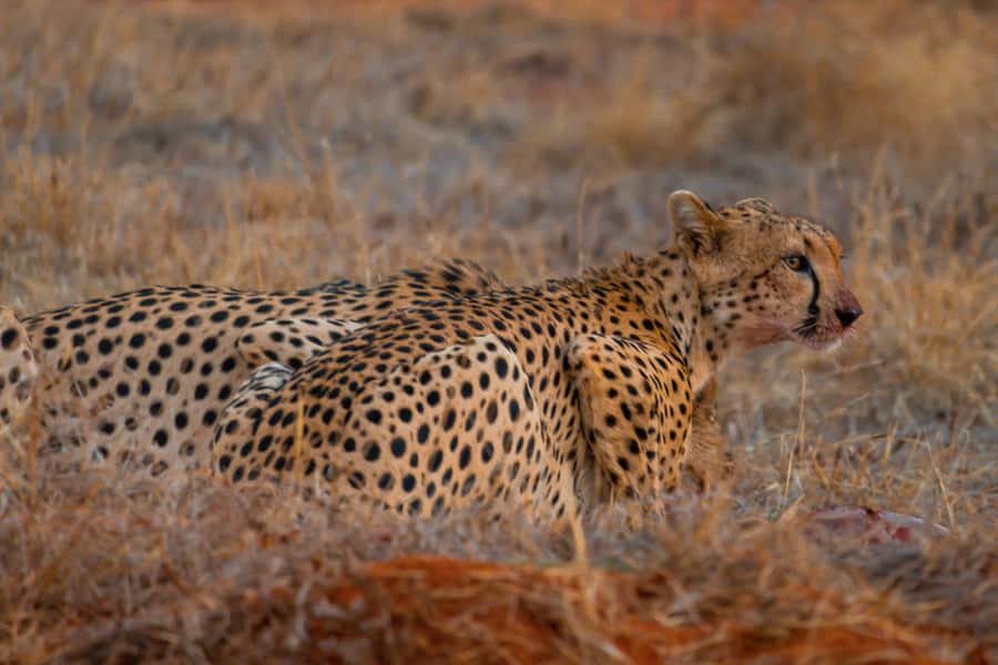 From Kilifi, Watamu, Malindi: Tsavo East Day Safari - Is $200 good value?
