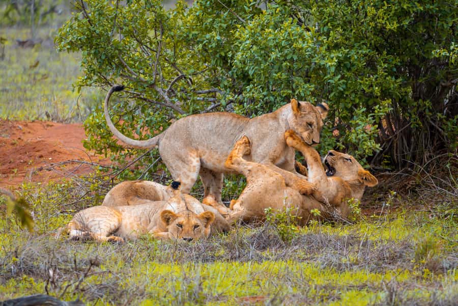 From Kilifi, Watamu, Malindi: Tsavo East Day Safari - The early pickup and the road to the park