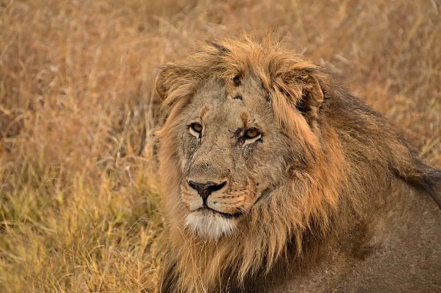From Mombasa/Diani: Tsavo East National Park Day Trip - Key points to know before booking