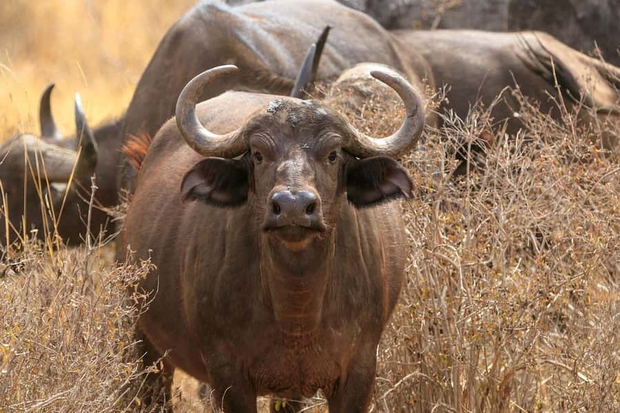 From Mombasa/Diani: Tsavo East National Park Day Trip - Why Tsavo East is worth the long ride