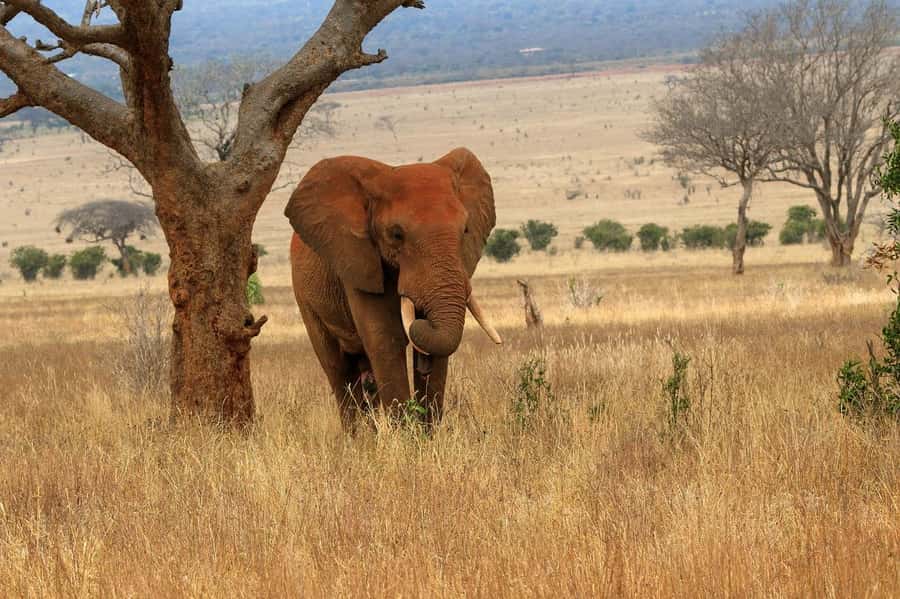 From Mombasa/Diani: Tsavo East National Park Day Trip - Entering through Bachuma Gate