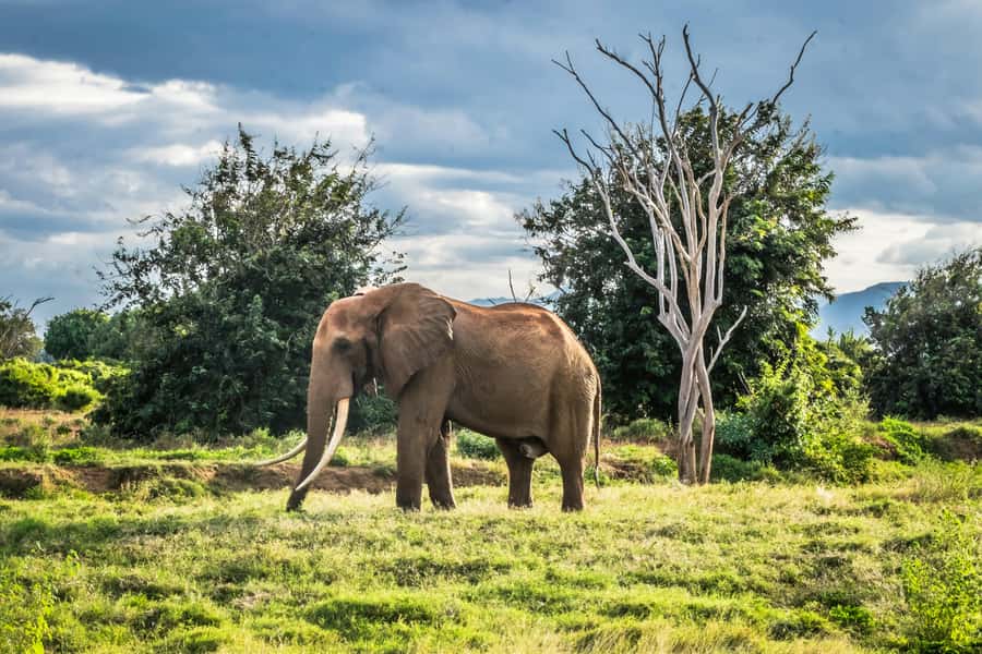 From Mombasa/Diani: Tsavo East National Park Day Trip - The afternoon drive and three-hour return