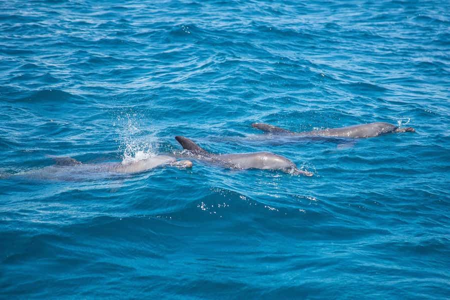 From Mombasa: Kisite Mpunguti Marine Park and Wasini Island - Searching for dolphins from a dhow