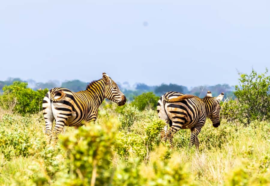 From Mombasa/Mtwapa/Diani/Tiwi: Tsavo East Full-Day Safari - The key points at a glance