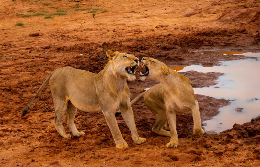 From Mombasa/Mtwapa/Diani/Tiwi: Tsavo East Full-Day Safari - Why Tsavo East works as a coastal day trip